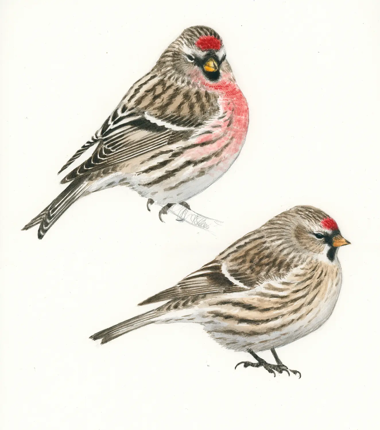 Gråsisikpar - Original akvarell av Øivind Egeland