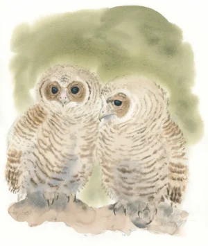 Kattugleunger - Original akvarell av Øivind Egeland