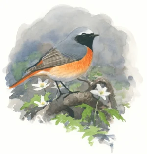 Rødstjert - Original akvarell av Øivind Egeland