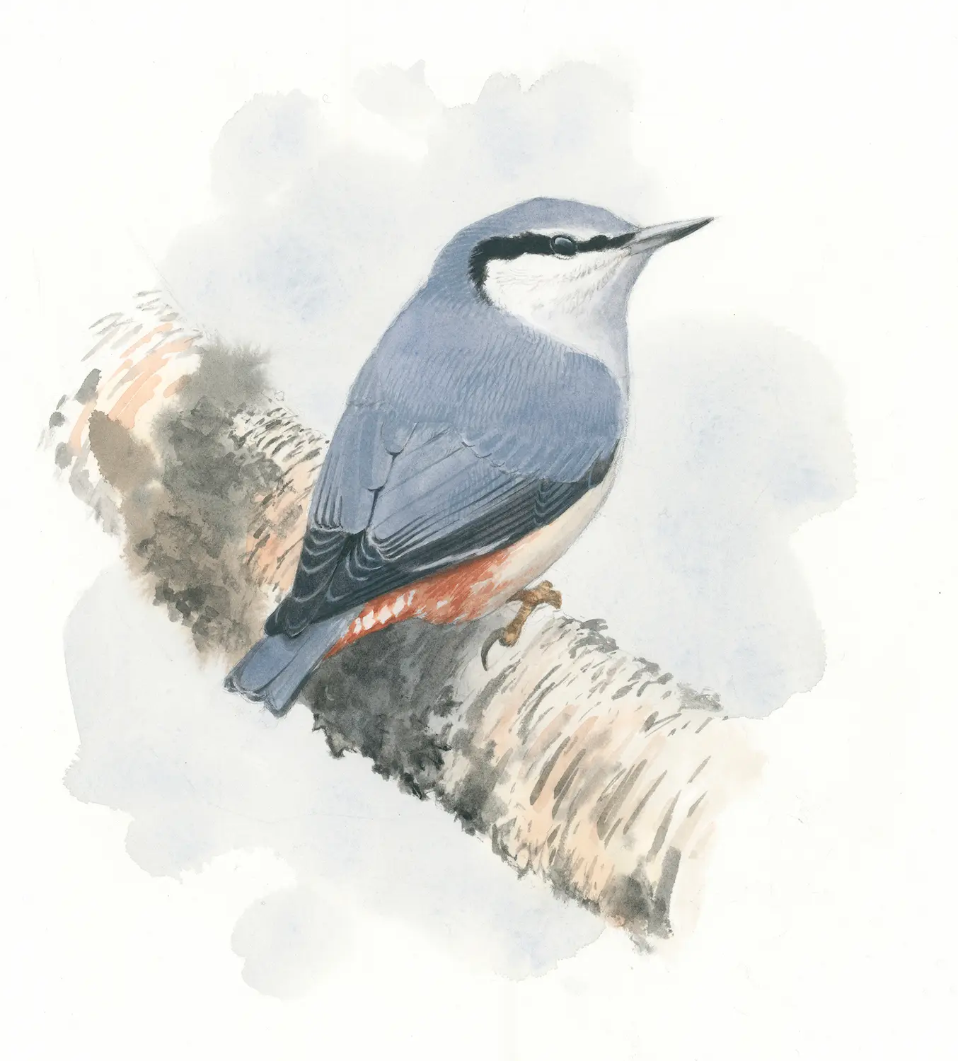 Spettmeis - Original akvarell av Øivind Egeland