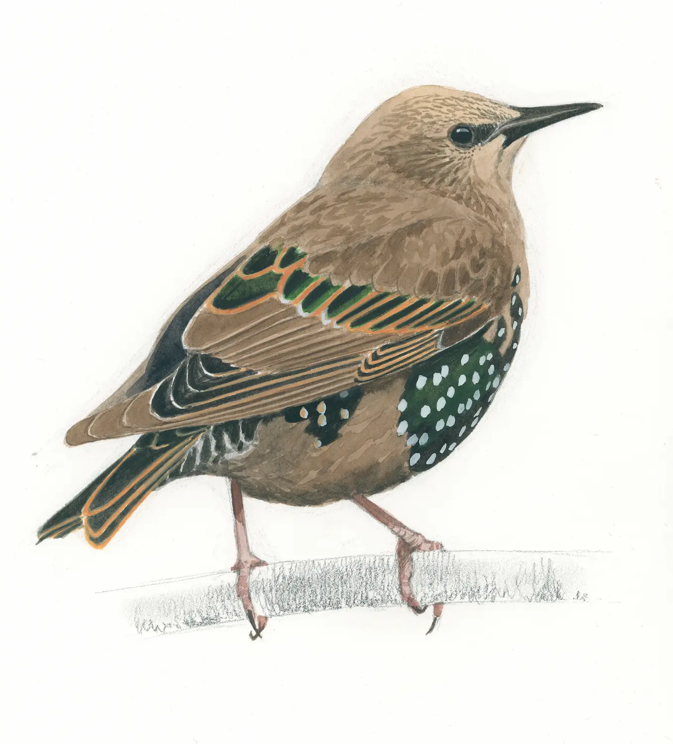 Stær, ung - Original akvarell av Øivind Egeland