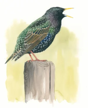 Stær, voksen - Original akvarell av Øivind Egeland