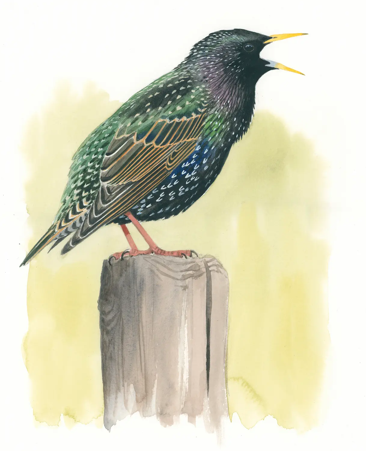 Stær, voksen - Original akvarell av Øivind Egeland